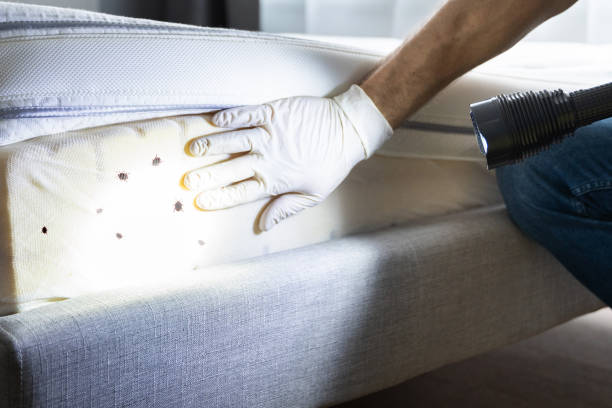 Best Termite Control Services  in Freeland, MI